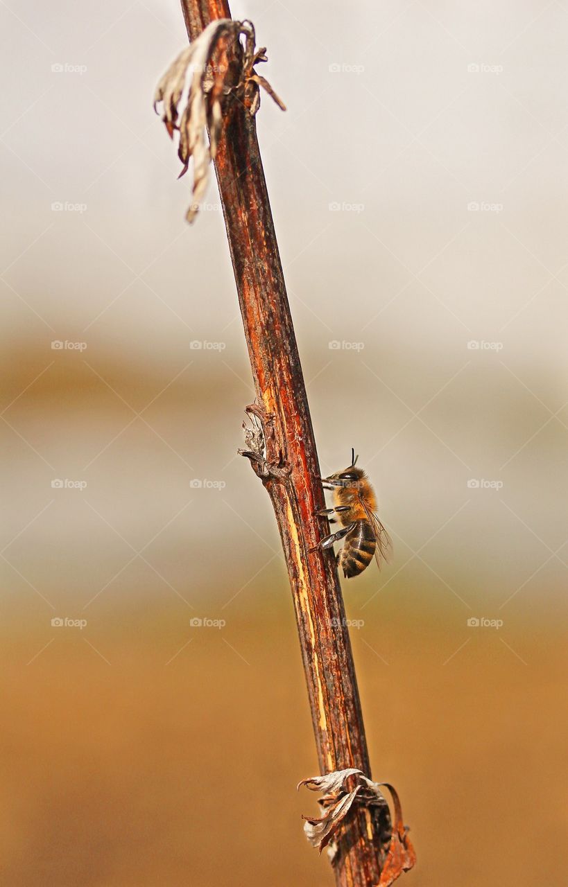 Bee on straw 