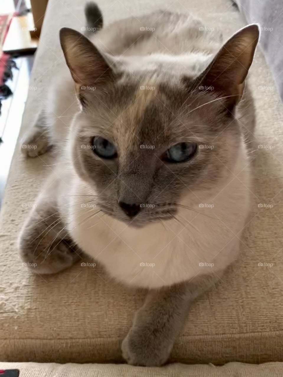 Our other semi Siamese cat posing - Zara