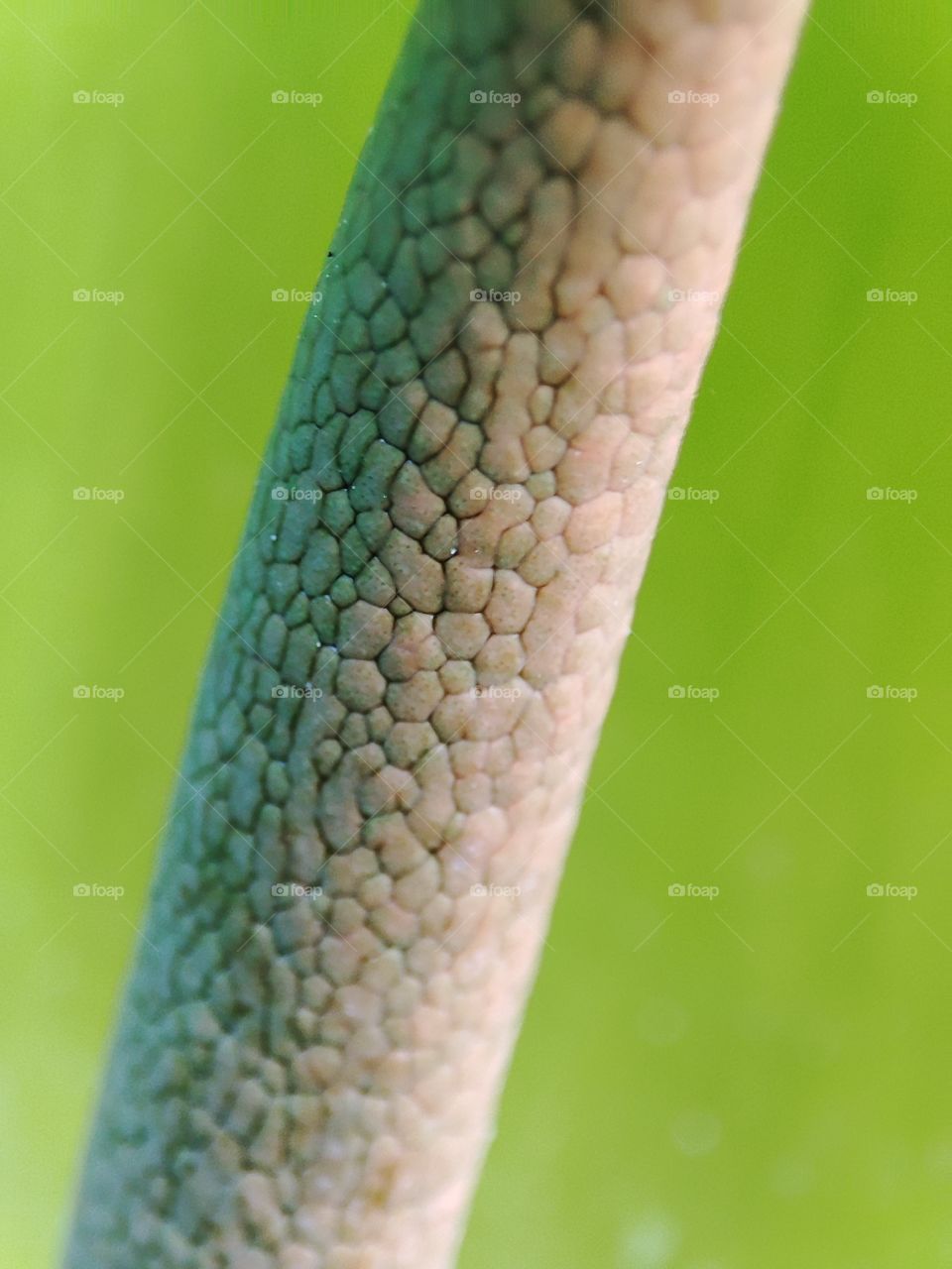 Elephant ear plant, flower&Seeds pod