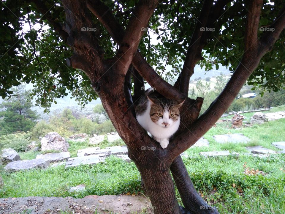 Cat on tree trunk