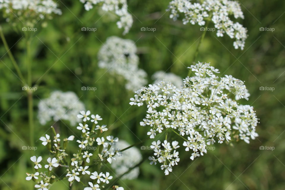 spring flowers