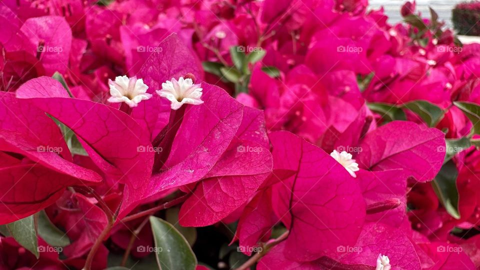 Bougainvillea flowers