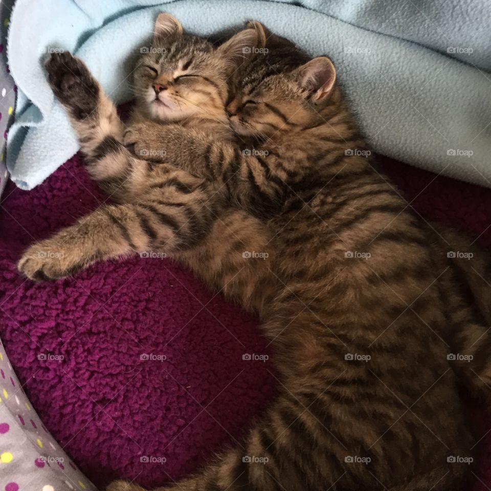 Kittens sleeping on bed