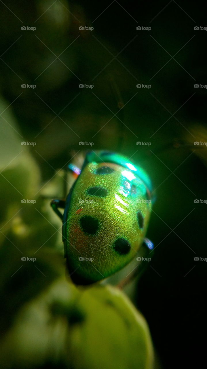 the stunning photo and beautiful bugs colour