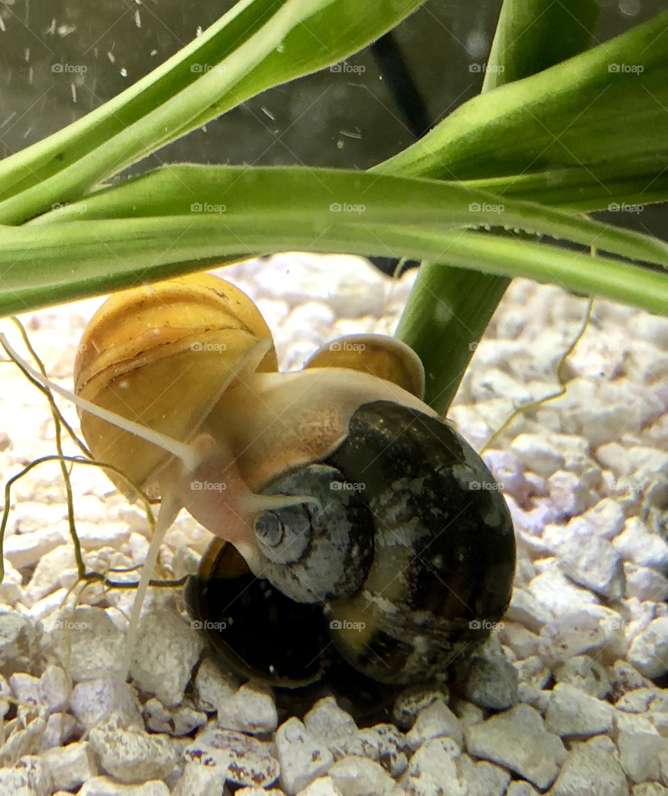 Snails in action 