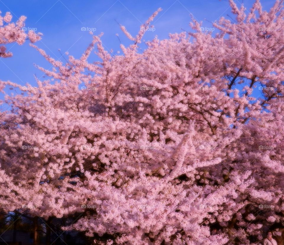 Cherry blossoms 2014 20