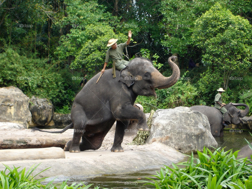 singapore mammals zoo asia by devevo