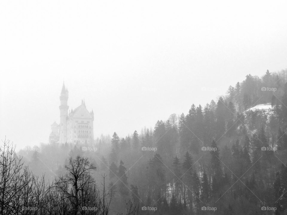 Pine forest and leafless trees surrounded by mist, snow on the ground, in a winter landscape. Neuschwanstein Castle in the background and mist around it.