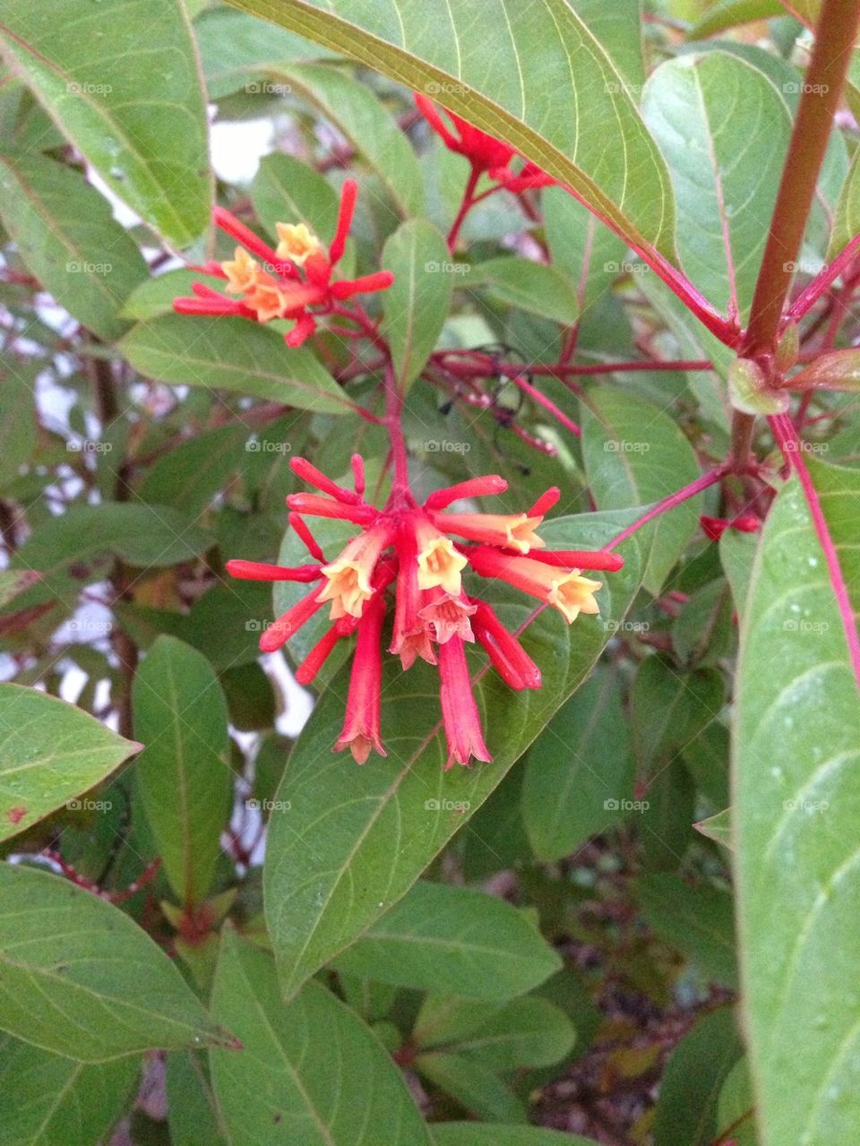 Fire bush in the morning