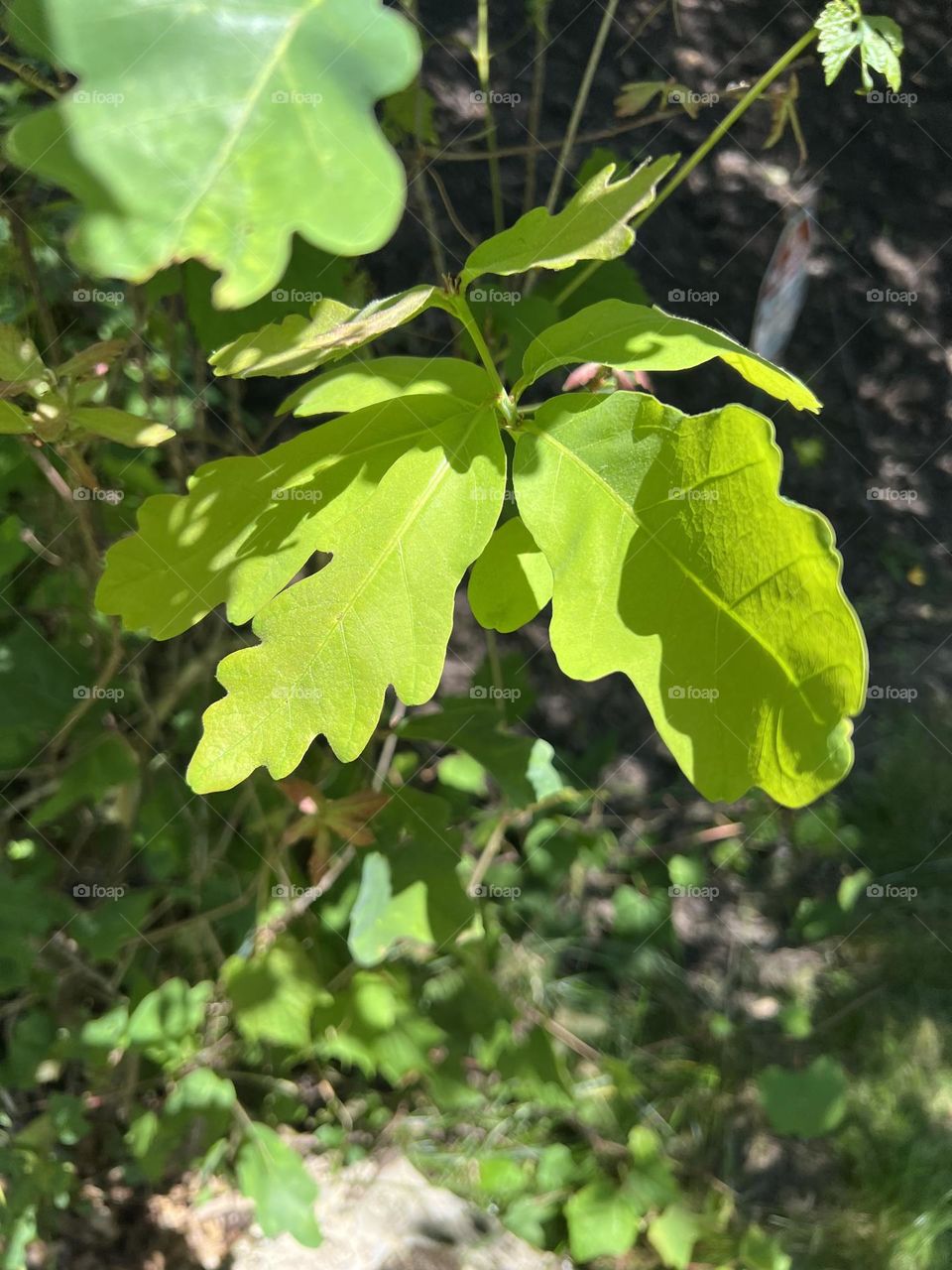 Pedunculate oak leaf