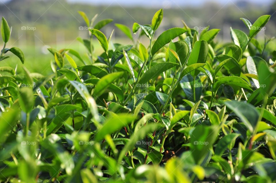 Leaf, Flora, Nature, Growth, Garden