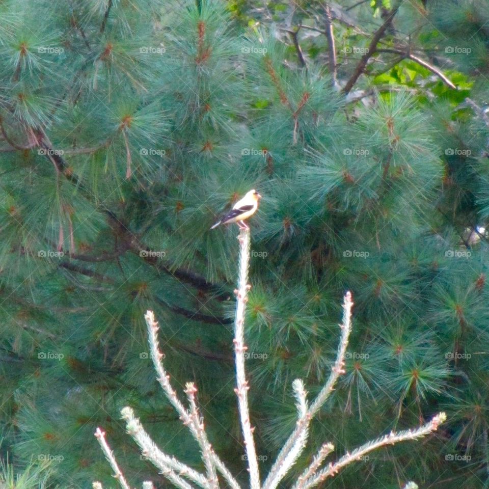 Goldfinch Bird on Top of Tree