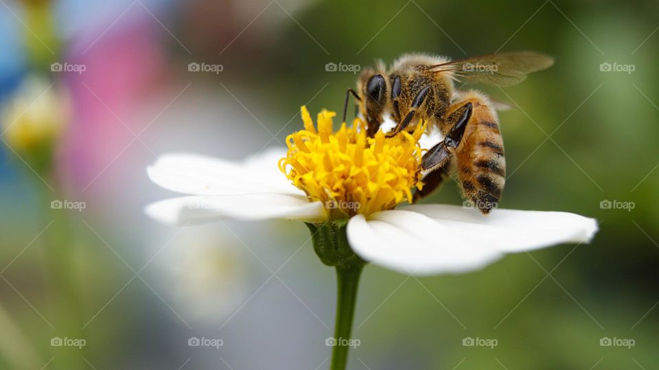 bee collected pollen from flower