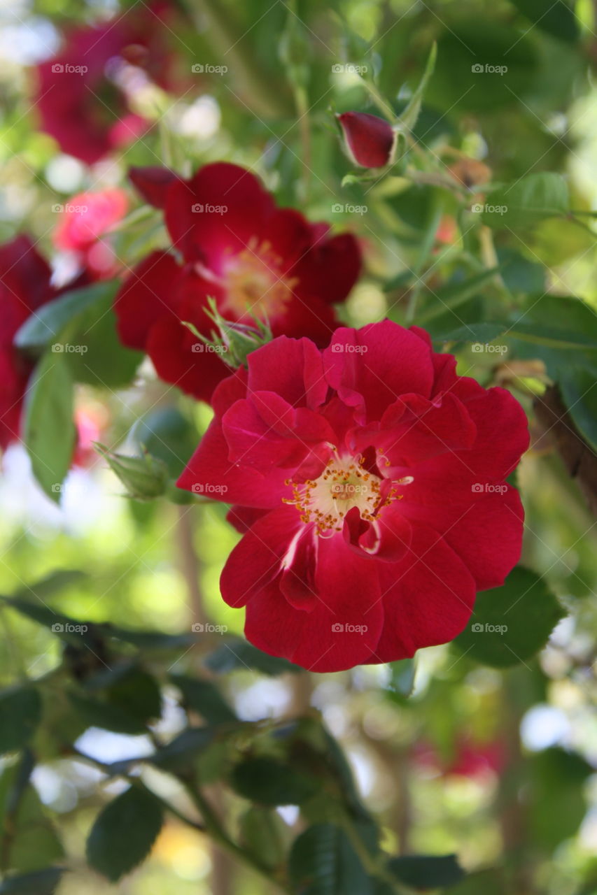 Flower Carpet Red Roses (Rosa Noare) with Visible Yellow Stamens