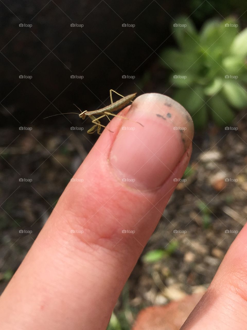 Praying mantis baby on finger 