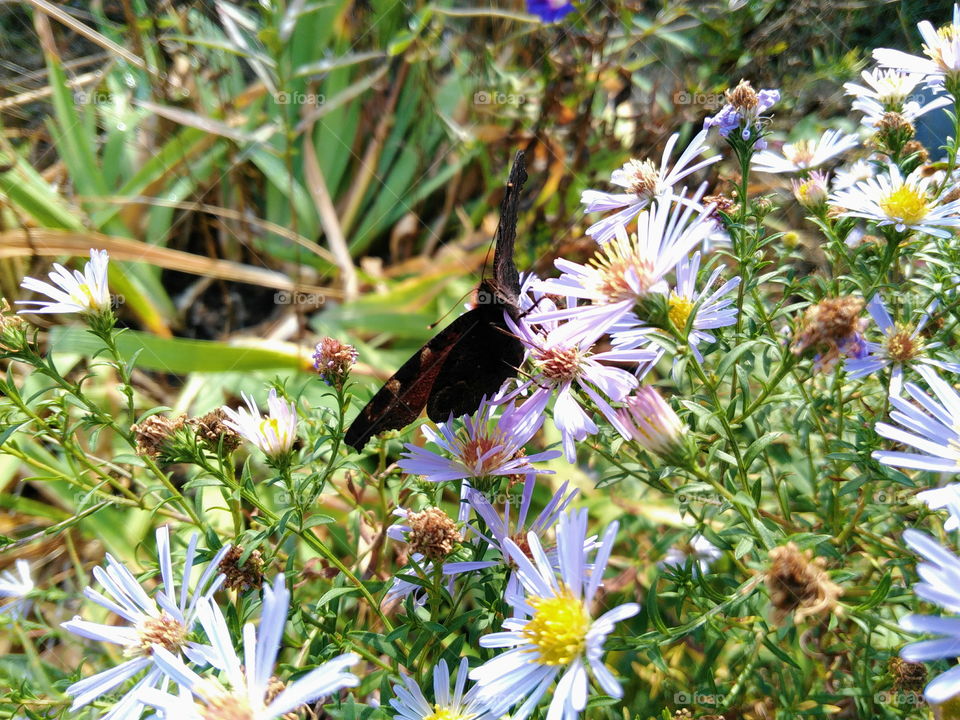 butterfly on wildflowers on a background of green grass