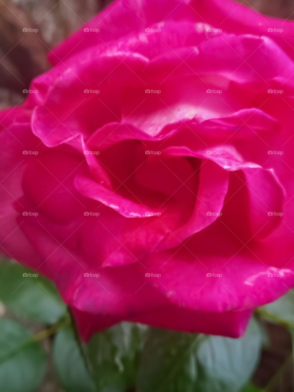 A beautiful  rose
