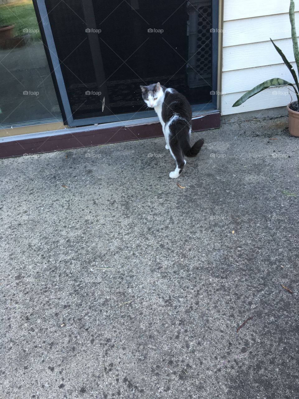 Cat wants to go inside 