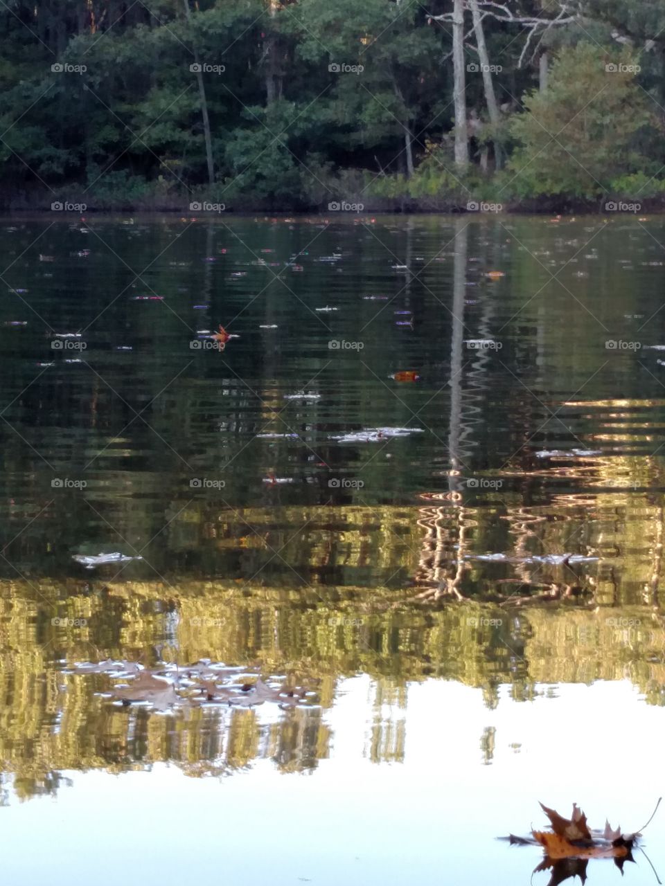 Autumn leaves & Reflections on the Water