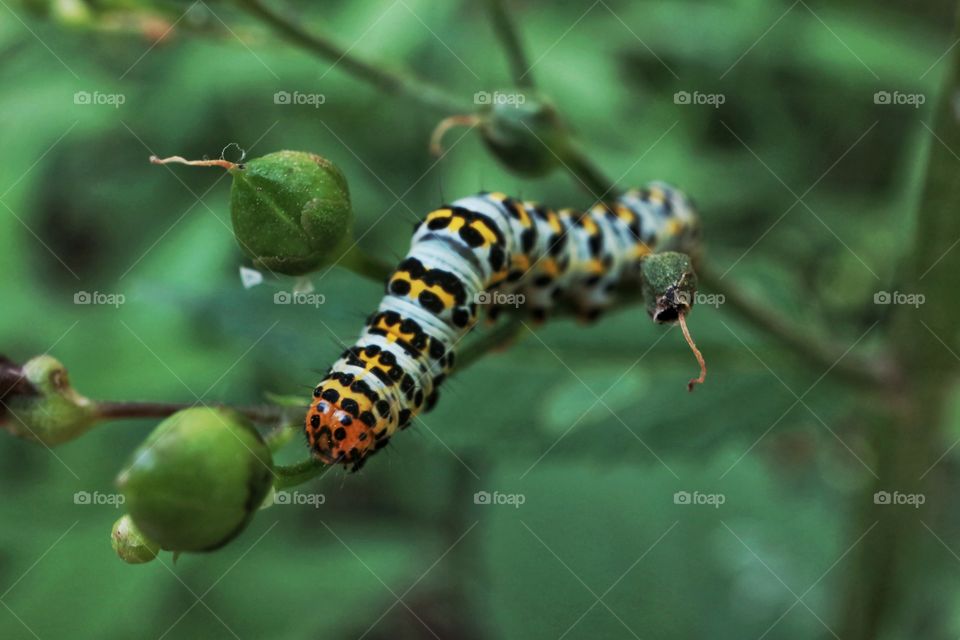 Caterpillar