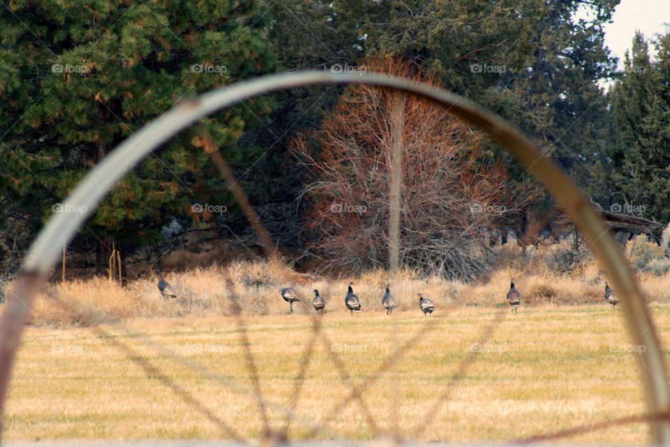 wheel hunting wild farm by mmcook