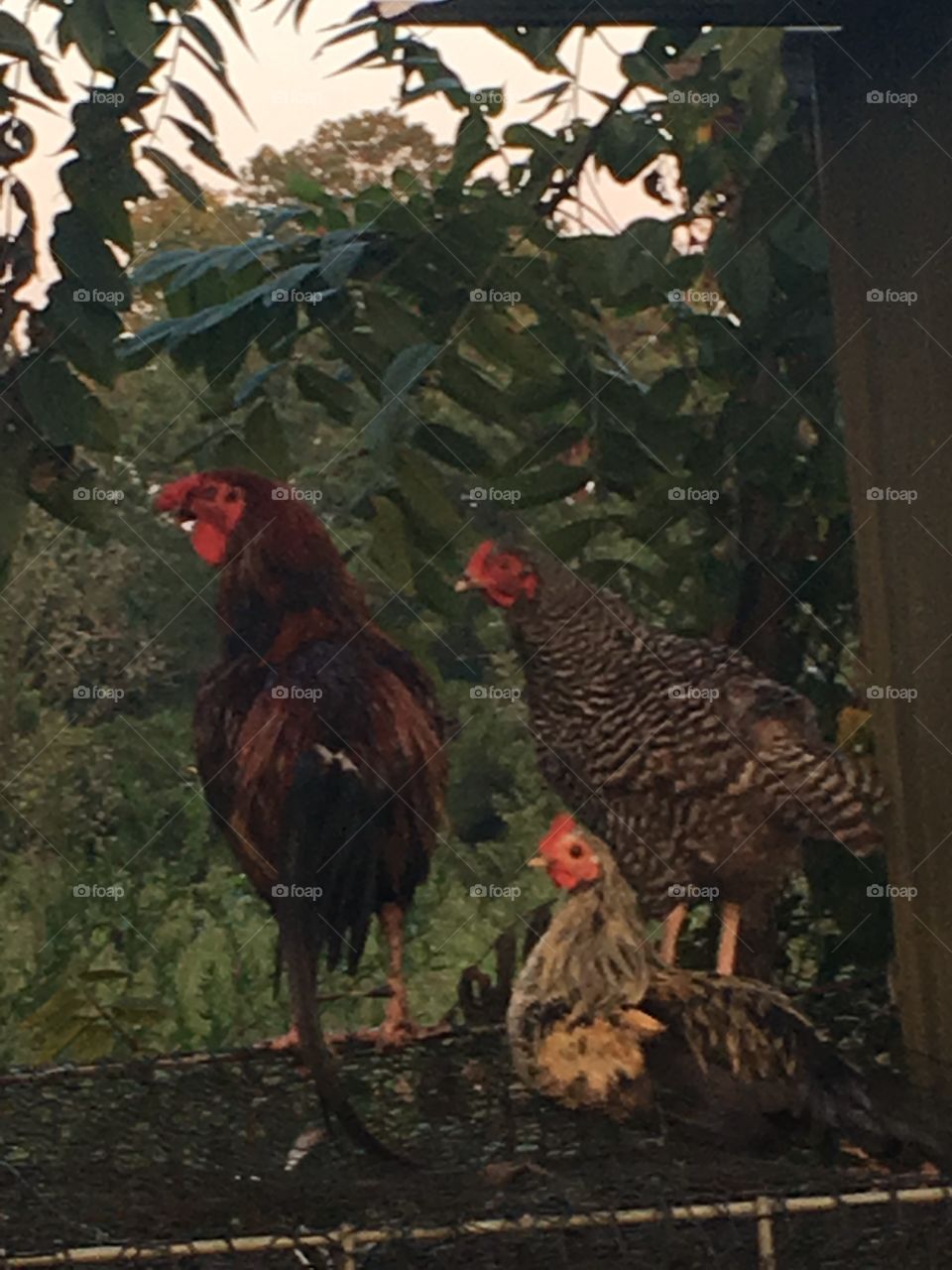 Blended chicken family 