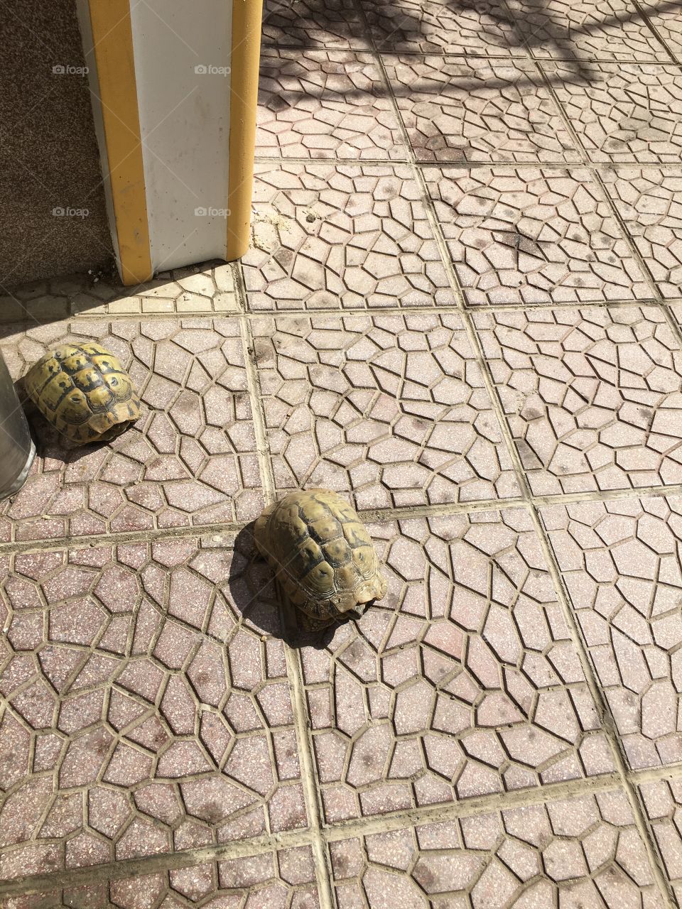 Turtles on a run