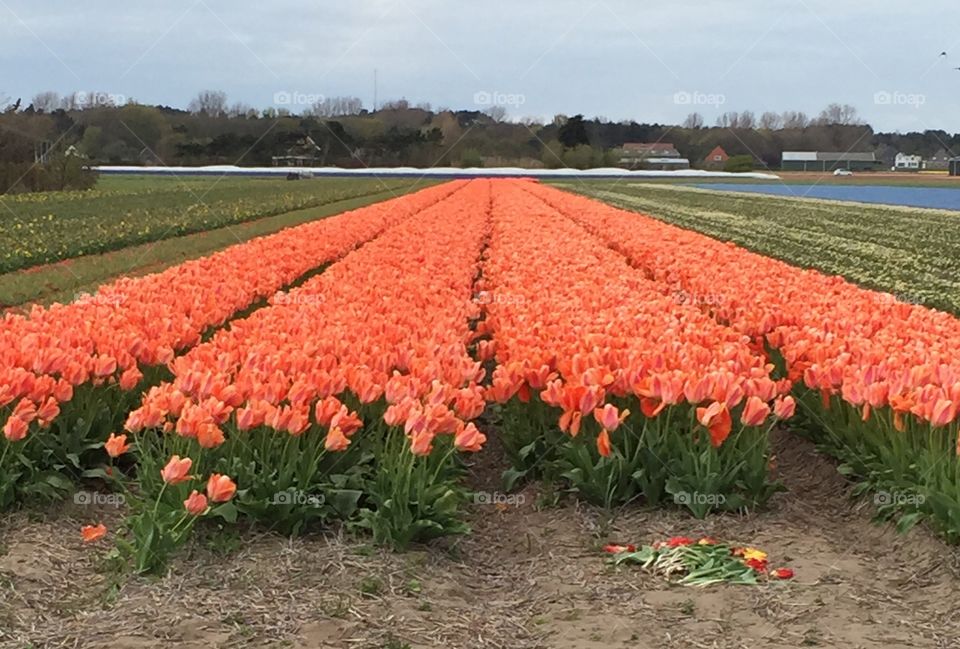 Netherlands in Spring