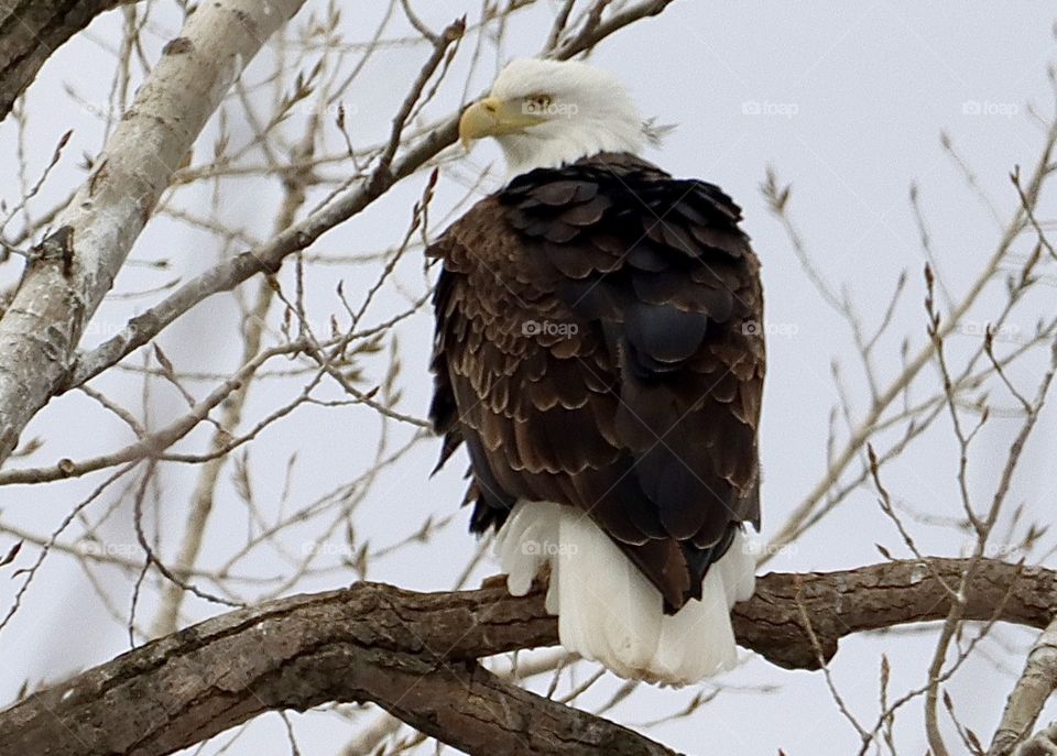 Stunning eagle in tree!! 