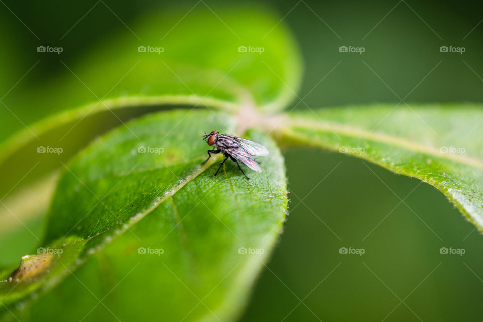 Fly on a leaf