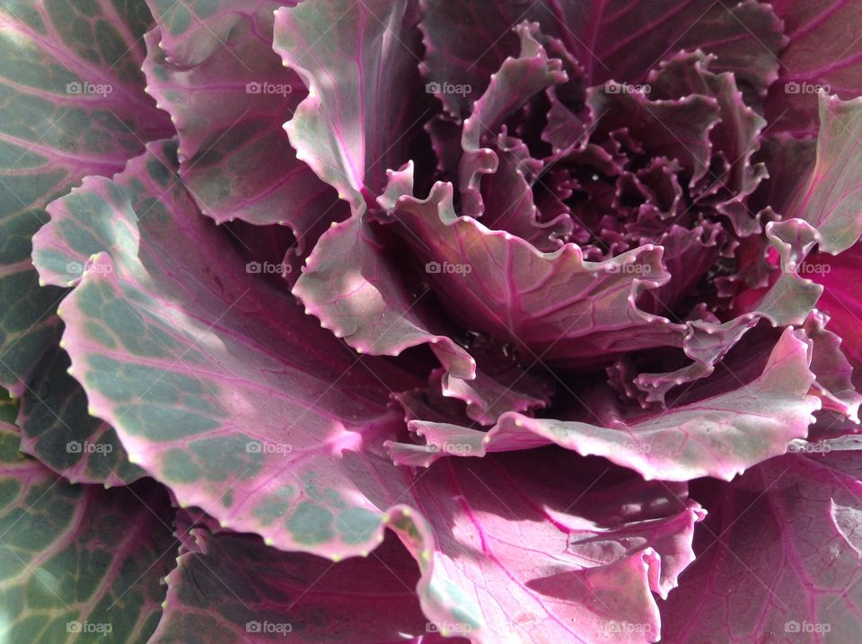 Purple cabbage