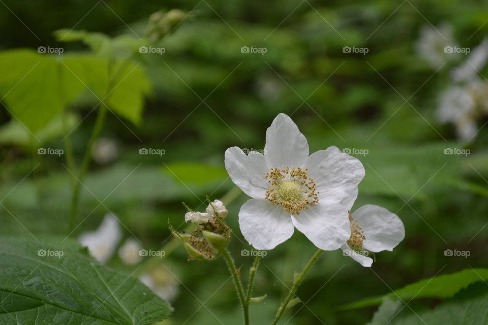 White alpine meadow wildflowers caba