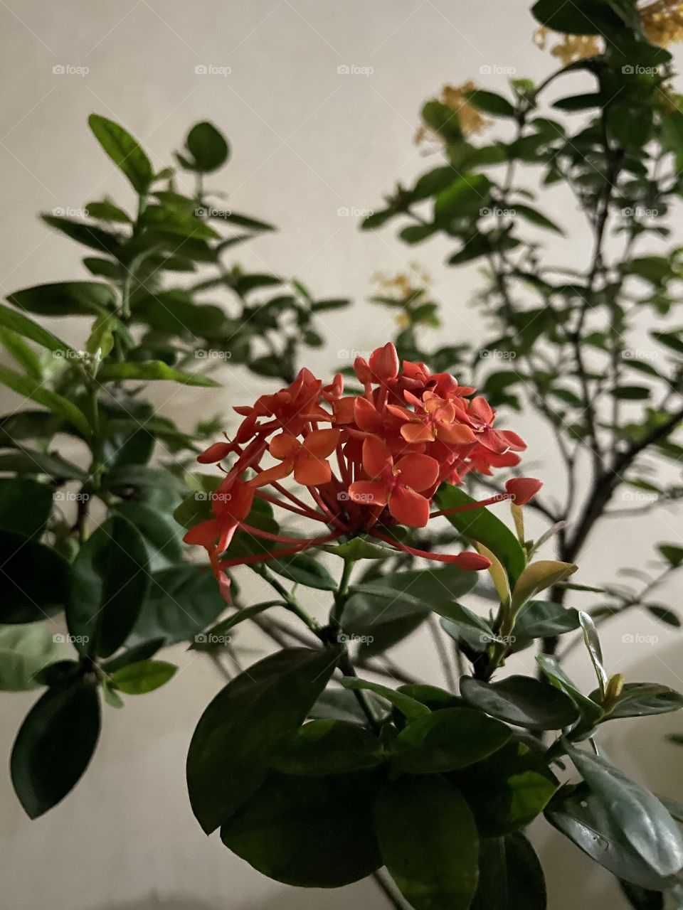 Dark flower no editing 