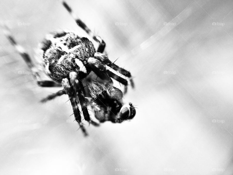 macro of a spider eating