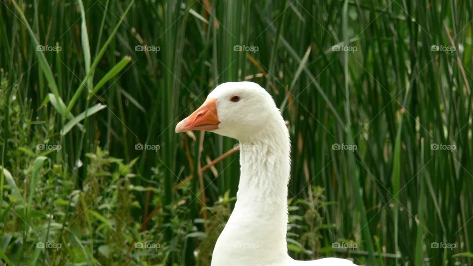 Gans