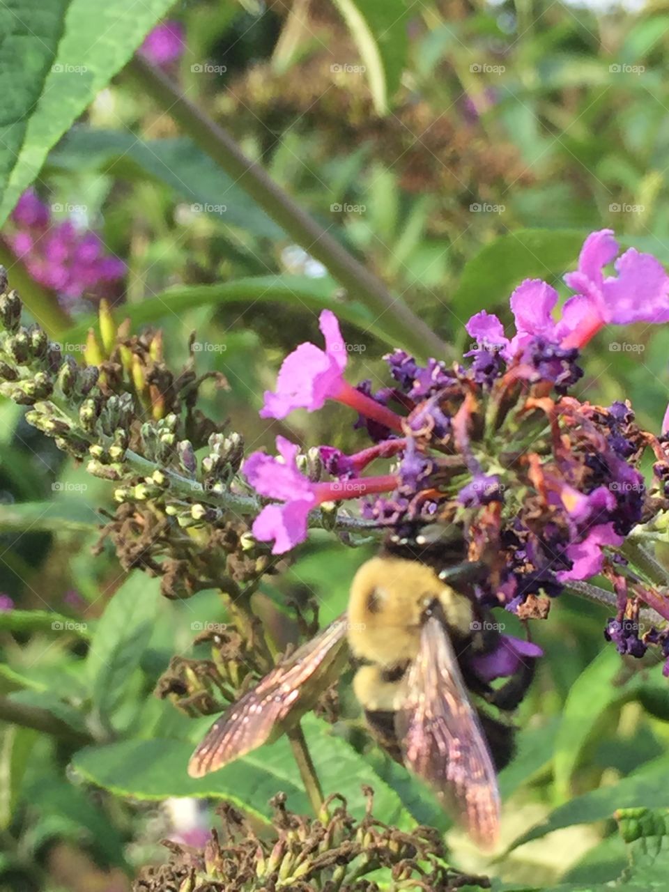 Butterfly bushes attract all kinds of insects including this bee. 