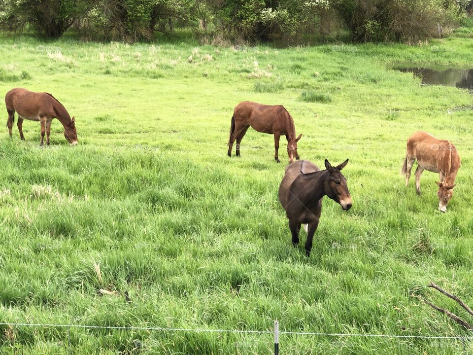 Mules in a spring time pasture 