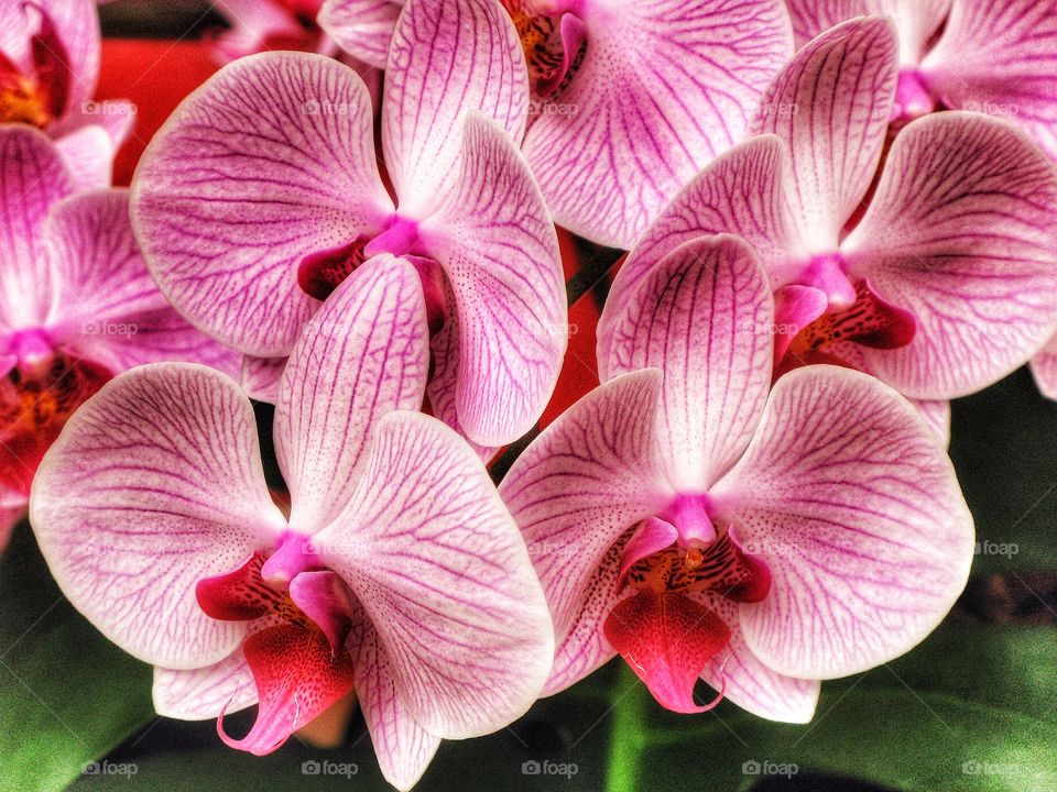 Orchids Keukenhof