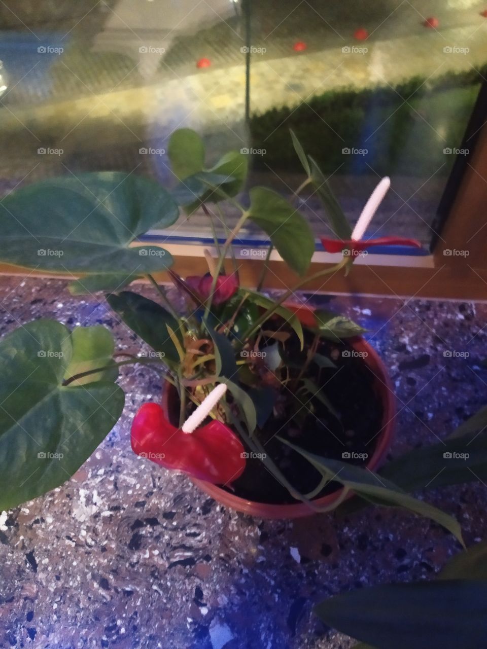 xediya🥀🥀🥀🥀