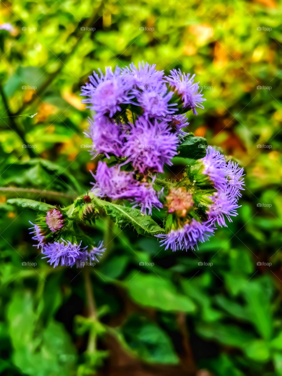 Beautiful bluemink flower awesome image india