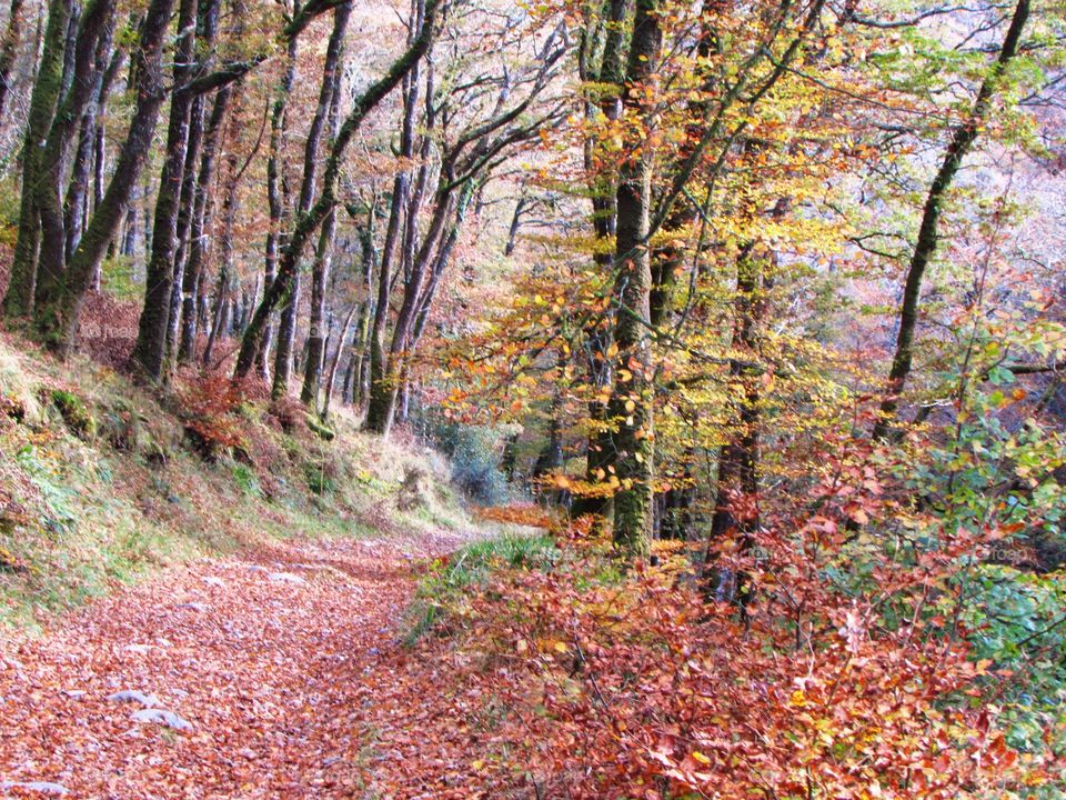 Forest path