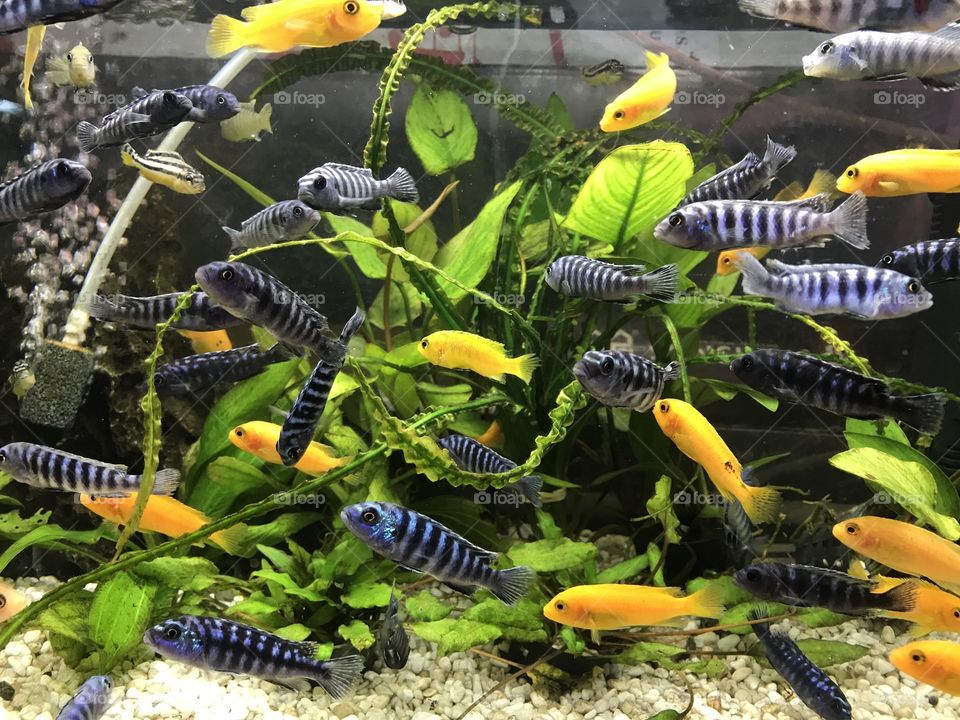 There is market for everything in Shanghai - including fancy ornamental fish and other critters 