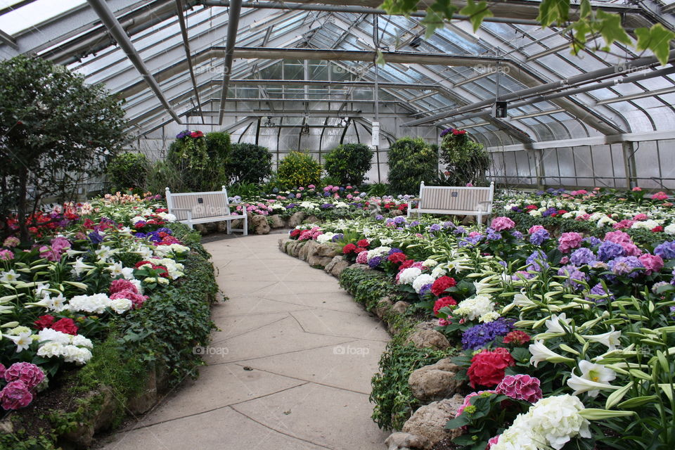 Flowers in greenhouse