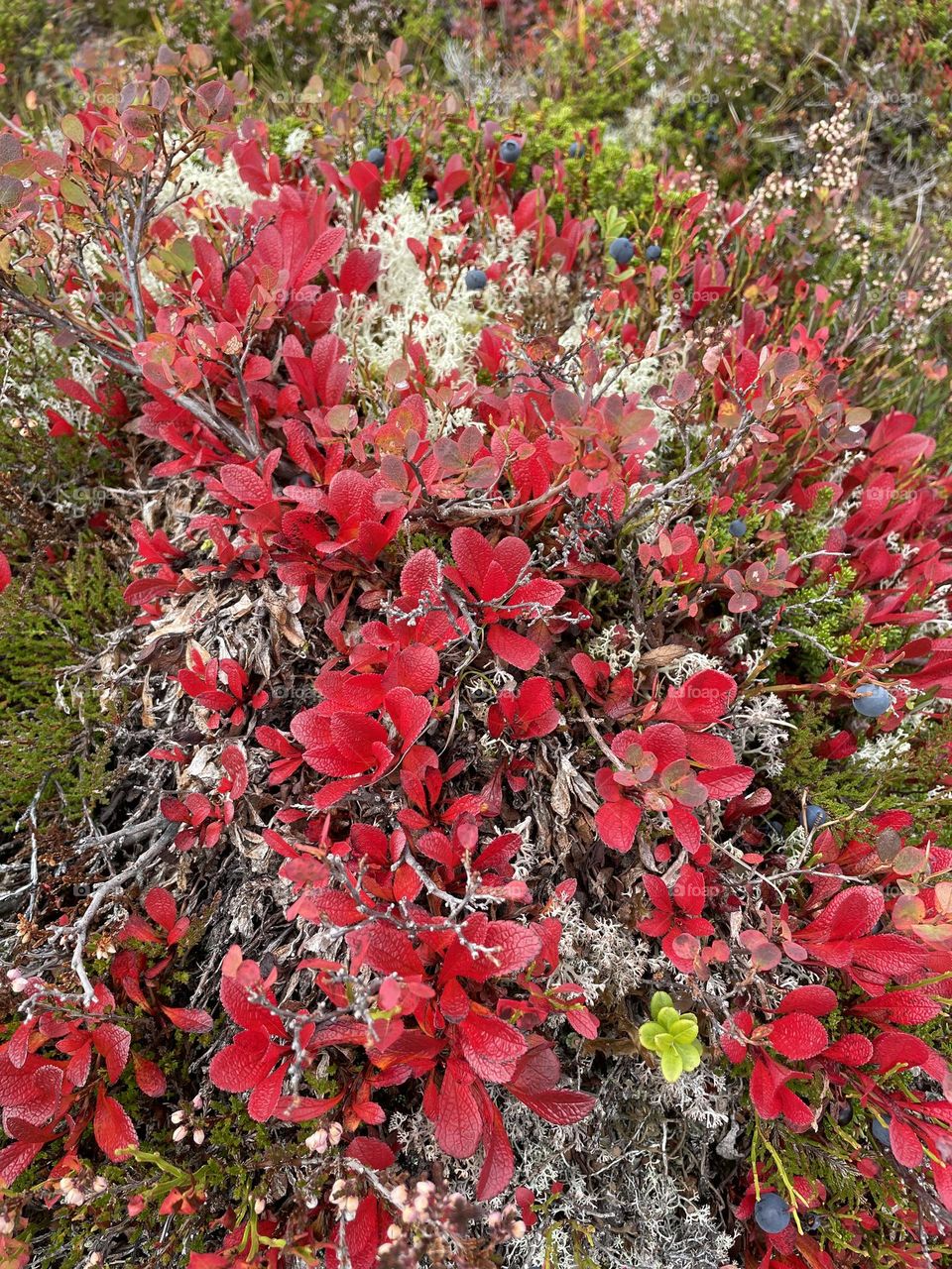 Red fall in the mountains