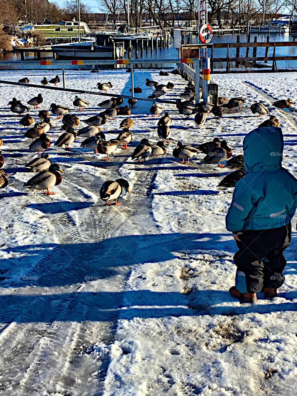 The boy looking to the ducks! 