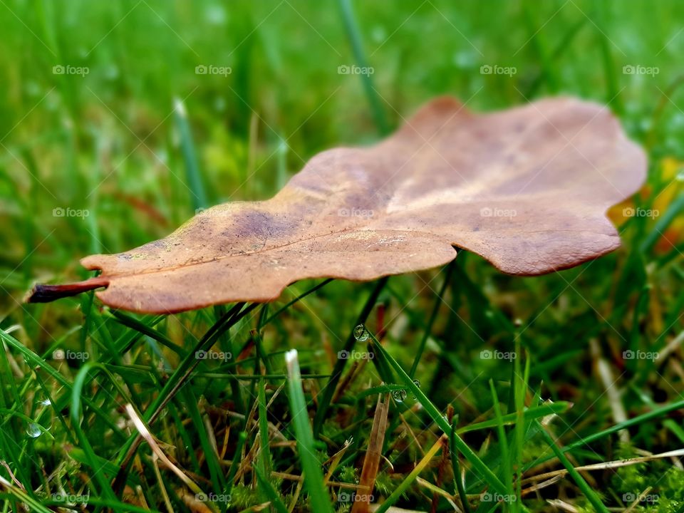 Leaf on grass