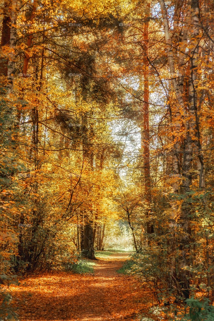 Autumn landscapes at sunny day 