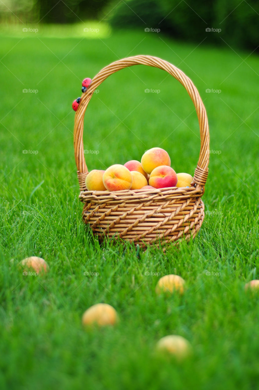 Fresh apricots summer fruits in basket on green grass background 