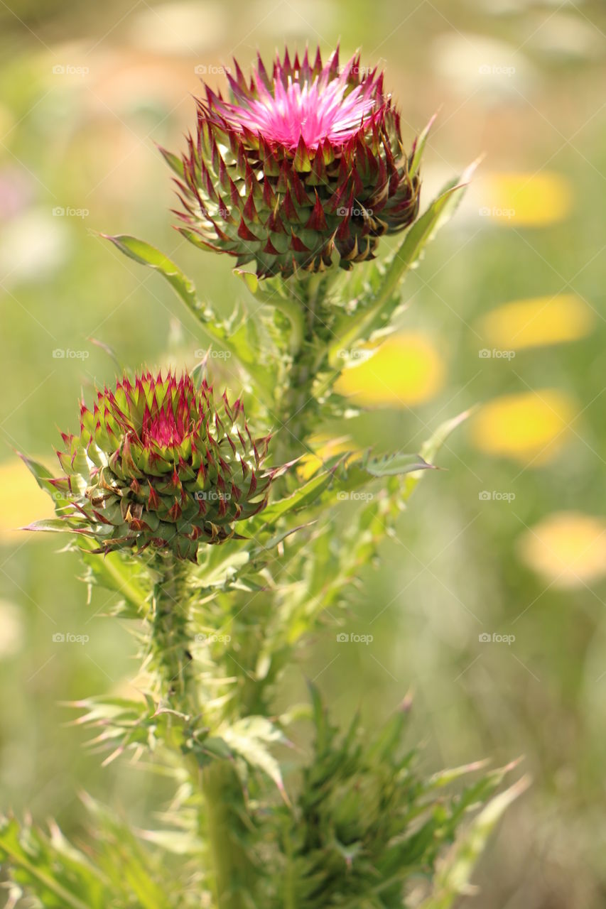 Close-up of spiked flowers buds