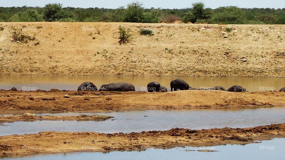 Hippos enjoying the waterhole